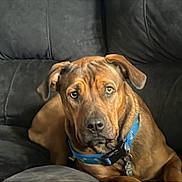 Hannie joined the competition — help win amazing prizes! animal, blue_collar, brown_dog, canine, companion, couch, dog, domestic, ears, fur, furniture, home, indoor, looking, pet, portrait, relaxed, resting, snout, sofa