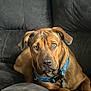 animal, blue_collar, brown_dog, canine, companion, couch, dog, domestic, ears, fur, furniture, home, indoor, looking, pet, portrait, relaxed, resting, snout, sofa