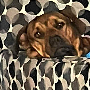 Hannie joined the competition — help win amazing prizes! animal, background, blurry, brown_dog, canine, cozy, curtain, cute, dog, fabric, hidden, home, household, indoor, pattern, peeking, pet, relaxed, resting, soft_light