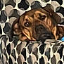 animal, background, blurry, brown_dog, canine, cozy, curtain, cute, dog, fabric, hidden, home, household, indoor, pattern, peeking, pet, relaxed, resting, soft_light