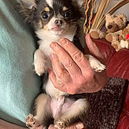 Uggy participe au concours pour gagner de l'argent avec cette photo : puppy, dog, small_dog, hands, person, indoor, cute, pet, fur, face, ears, paws, toy, teddy_bear, sofa, carpet, cozy, expression, holding, close_up