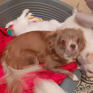 Léchouille participe au concours pour gagner de l'argent avec cette photo : dog, pet_bed, blanket, brown_dog, white_dog, floor_tiles, indoor, animal, cute, furry, small_dog, cuddling, cozy, home, wall, toy, red_blanket, floor, carpet, furniture