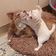 Léchouille a rejoint le concours — aidez-le/la à gagner de superbes lots ! affection, animal, brown_dog, canine, companion, cozy, cute, dog, dog_basket, domestic_animal, floor_tiles, furry_bed, indoor, pet, pet_bed, playing, resting, small_dog, two_dogs, white_dog