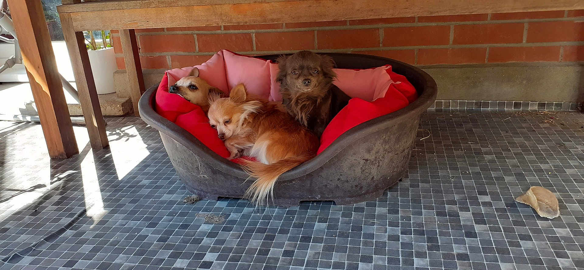 Ixia a rejoint le concours — aidez-le/la à gagner de superbes lots ! dog, pet_bed, small_dog, resting, cozy, indoor, sunlight, shadow, tile_floor, wooden_table, brick_wall, red_cushion, pink_cushion, fur, animal, domestic, relaxing, companion, cute, three_dogs