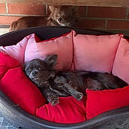 Ixia a rejoint le concours — aidez-le/la à gagner de superbes lots ! dog, pet, dog_bed, cushion, red, pink, brick_wall, small_dog, laying_down, resting, indoor, furry, animal, cute, relaxed, companion, portrait, two_dogs, brown, cozy