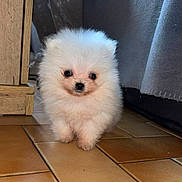Ava participe au concours pour gagner de l'argent avec cette photo : puppy, dog, fluffy, white, indoor, tile_floor, cute, small, pet, animal, furniture, wood, blanket, young, adorable, eyes, face, standing, floor, cozy