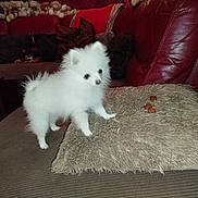 Ava a rejoint le concours — aidez-le/la à gagner de superbes lots ! animal, companion, couch, cozy, curious, cute, dog, fluffy, furniture, home, indoor, leather_sofa, living_room, pet, pillow, puppy, small_dog, stuffed_animals, treats, white_dog