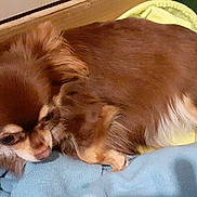 Romy a rejoint le concours — aidez-le/la à gagner de superbes lots ! dog, small_dog, chihuahua, brown_dog, white_fur, blanket, blue_blanket, yellow_blanket, cardboard_box, resting, pet, animal, fur, cute, indoors, cozy, sleeping, paw, tail, companion