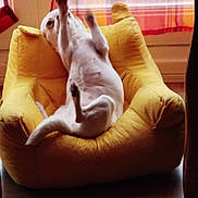 Tinie a rejoint le concours — aidez-le/la à gagner de superbes lots ! dog, white_dog, pet, indoor, armchair, yellow_chair, upside_down, playful, cozy, furniture, curtain, window, relaxing, paws_up, floor, home, living_room, animal, cute, resting