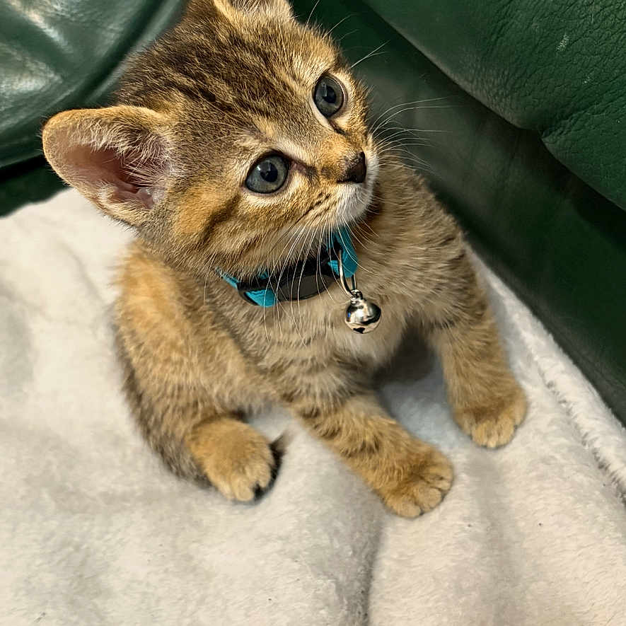 Yuki a rejoint le concours — aidez-le/la à gagner de superbes lots ! animal, bell, blanket, cat, collar, curious, cute, domestic, ears, feline, fur, green_leather_couch, indoor, kitten, looking_up, pet, small, tabby, whiskers, young