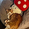 animal, carpet, cat, chair, cozy, curled_up, cute, feline, gray_fabric, home, indoor, mushroom_pillow, orange_cat, pet, plush_toy, relaxing, resting, smiling_face, soft_texture, white_cat