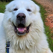 Appa is registered to the contest to win money with this photo: dog, white_dog, fluffy, smiling, collar, grass, outdoor, nature, path, animal, pet, closeup, canine, happy, tongue, muzzle, fur, wildlife, bird, daylight