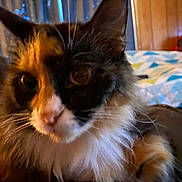 Fuzzy joined the competition — help win amazing prizes! animal, background, bed, blanket, calico, cat, close_up, cozy, curious, domestic_cat, ears, face, feline, furry, indoor, pet, soft, warm_light, whiskers, wood_paneling