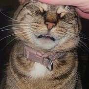 Lil Bit is registered to the contest to win money with this photo: cat, tabby_cat, pet, animal, whiskers, collar, pink_collar, sitting, front_view, closed_eyes, tongue, fur, striped_fur, brown, white_chest, hand, petting, indoor, portrait, funny_expression