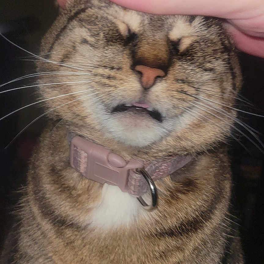 Lil Bit is registered to the contest to win money with this photo: cat, tabby_cat, pet, animal, whiskers, collar, pink_collar, sitting, front_view, closed_eyes, tongue, fur, striped_fur, brown, white_chest, hand, petting, indoor, portrait, funny_expression