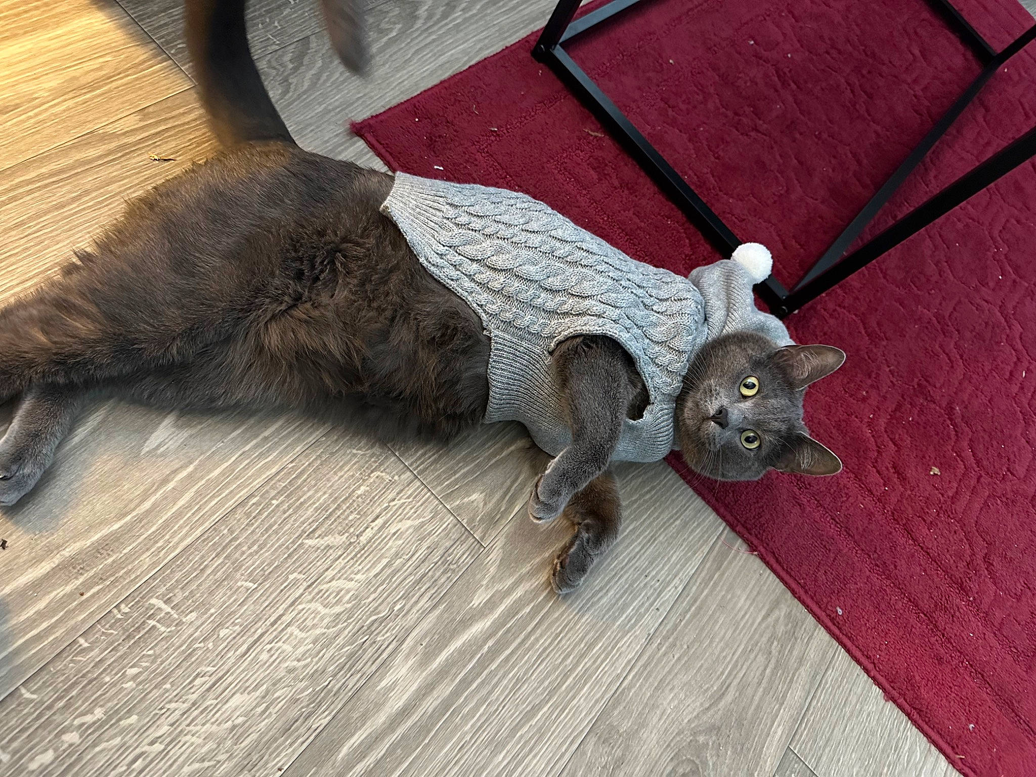 Bobo joined the competition — help win amazing prizes! canidae, carnivore, claw, comfort, fashion_accessory, fawn, felidae, flooring, fur, grey, hardwood, paw, rope_rhythmic_gymnastics, small_to_medium_sized_cats, snout, sporting_group, tail, terrestrial_animal, whiskers, wood