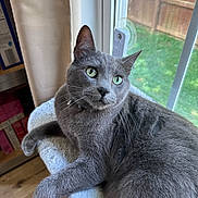 Bobo is registered to the contest to win money with this photo: cat, gray_cat, pet, animal, feline, whiskers, green_eyes, pointed_ears, collar, indoors, window, curtain, sunlight, garden, wooden_floor, cozy, lounging, sitting, portrait, closeup