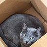 cat, gray_cat, green_eyes, feline, pet, animal, cardboard_box, indoors, curled_up, sitting, fur, whiskers, ears, nose, portrait, close_up, cozy, brown, packaging, cute