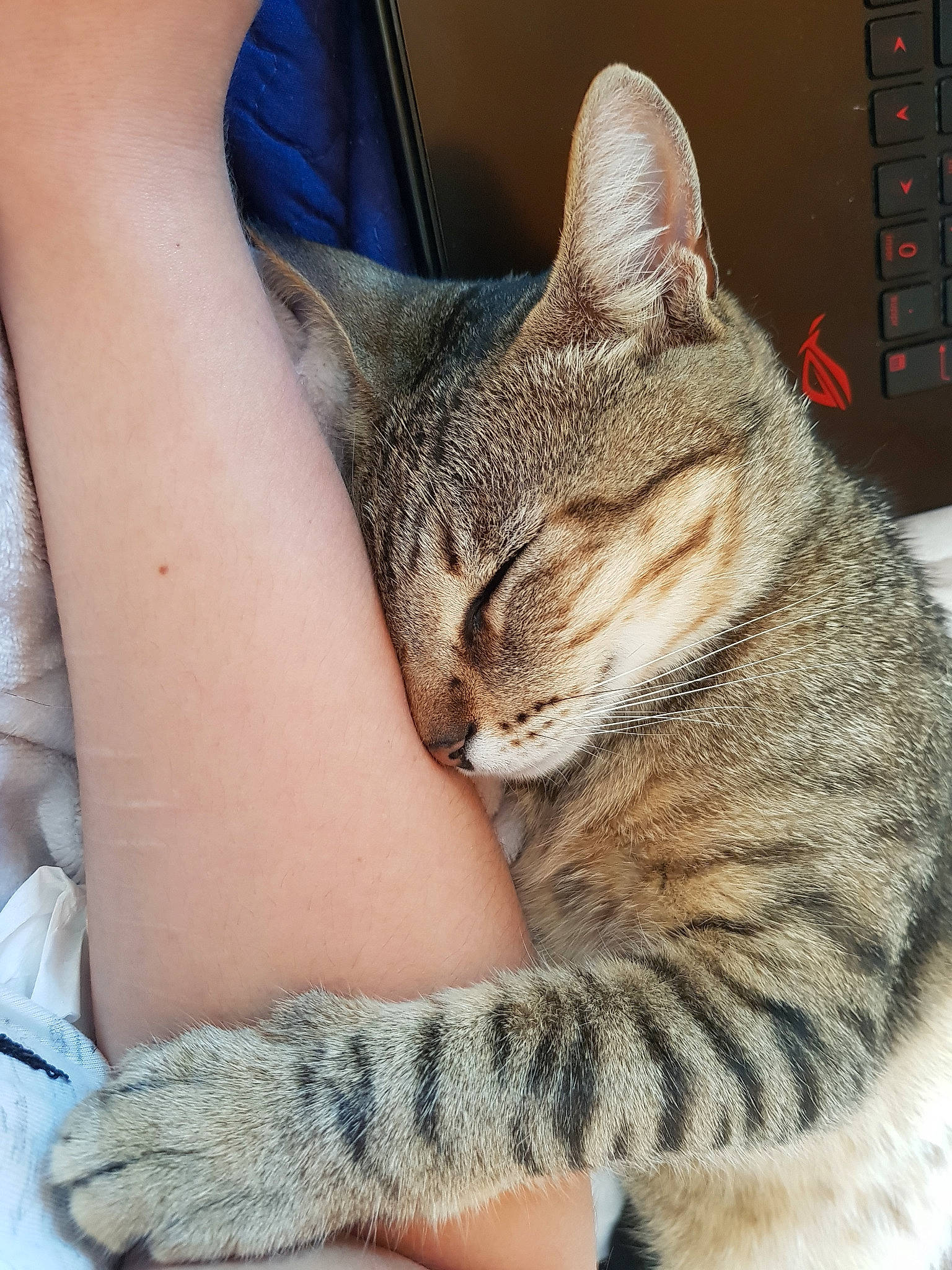 Loustic participe au concours pour gagner de l'argent avec cette photo : aegean_cat, american_shorthair, american_wirehair, asian, australian_mist, california_spangled, carnivore, cat, chausie, domestic_short_haired_cat, dragon_li, egyptian_mau, european_shorthair, felidae, mammal, pixie_bob, small_to_medium_sized_cats, snout, tabby_cat, whiskers