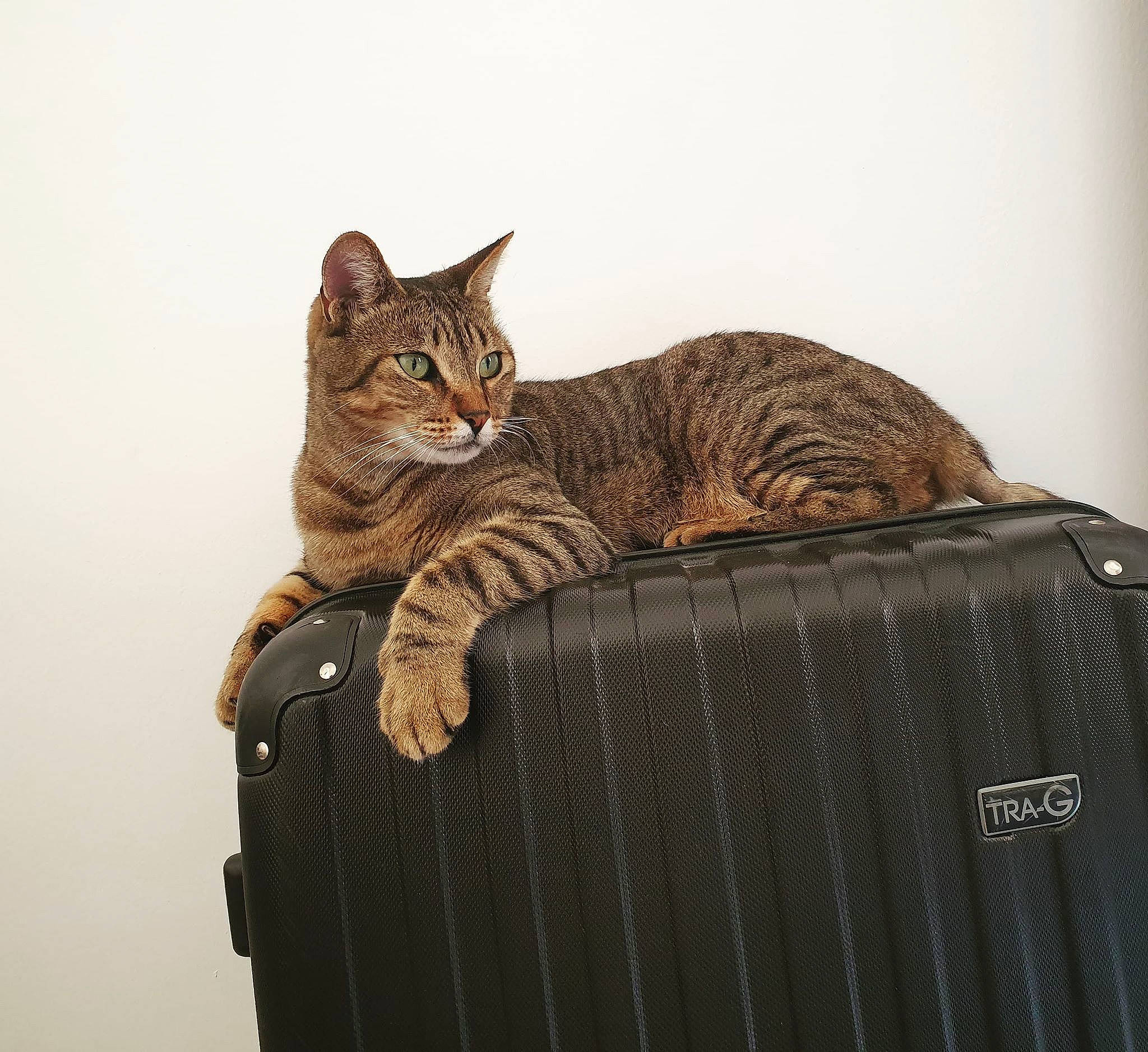 Loustic a rejoint le concours — aidez-le/la à gagner de superbes lots ! american_shorthair, asian, bengal, california_spangled, carnivore, cat, domestic_short_haired_cat, dragon_li, egyptian_mau, european_shorthair, felidae, kitten, mammal, ocicat, pixie_bob, small_to_medium_sized_cats, tabby_cat, toyger, whiskers