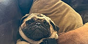 Puddles joined the competition — help win amazing prizes! pug, dog, pet, couch, leather, pillow, indoor, relaxed, cute, animal, portrait, collar, fur, canine, snout, pet_collar, resting, home, furniture, cozy