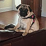 Puddles is registered to the contest to win money with this photo: dog, pug, pet, indoor, couch, leather_couch, harness, brown, wooden_floor, living_room, window, natural_light, sitting, animal, canine, cute, companion, house, furniture, home