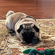 Puddles is registered to the contest to win money with this photo: dog, pug, toy, carpet, floor, pet, animal, indoor, playful, cute, small_dog, fur, collar, home, resting, brown_floor, patterned_rug, dog_toy, rope_toy, chewing