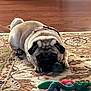 dog, pug, toy, carpet, floor, pet, animal, indoor, playful, cute, small_dog, fur, collar, home, resting, brown_floor, patterned_rug, dog_toy, rope_toy, chewing
