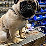 Puddles joined the competition — help win amazing prizes! pug, dog, pet, workbench, tools, storage_bins, blue_bins, clutter, indoor, closeup, animal, face, fur, ears, legs, table, wood, metal, curious, looking