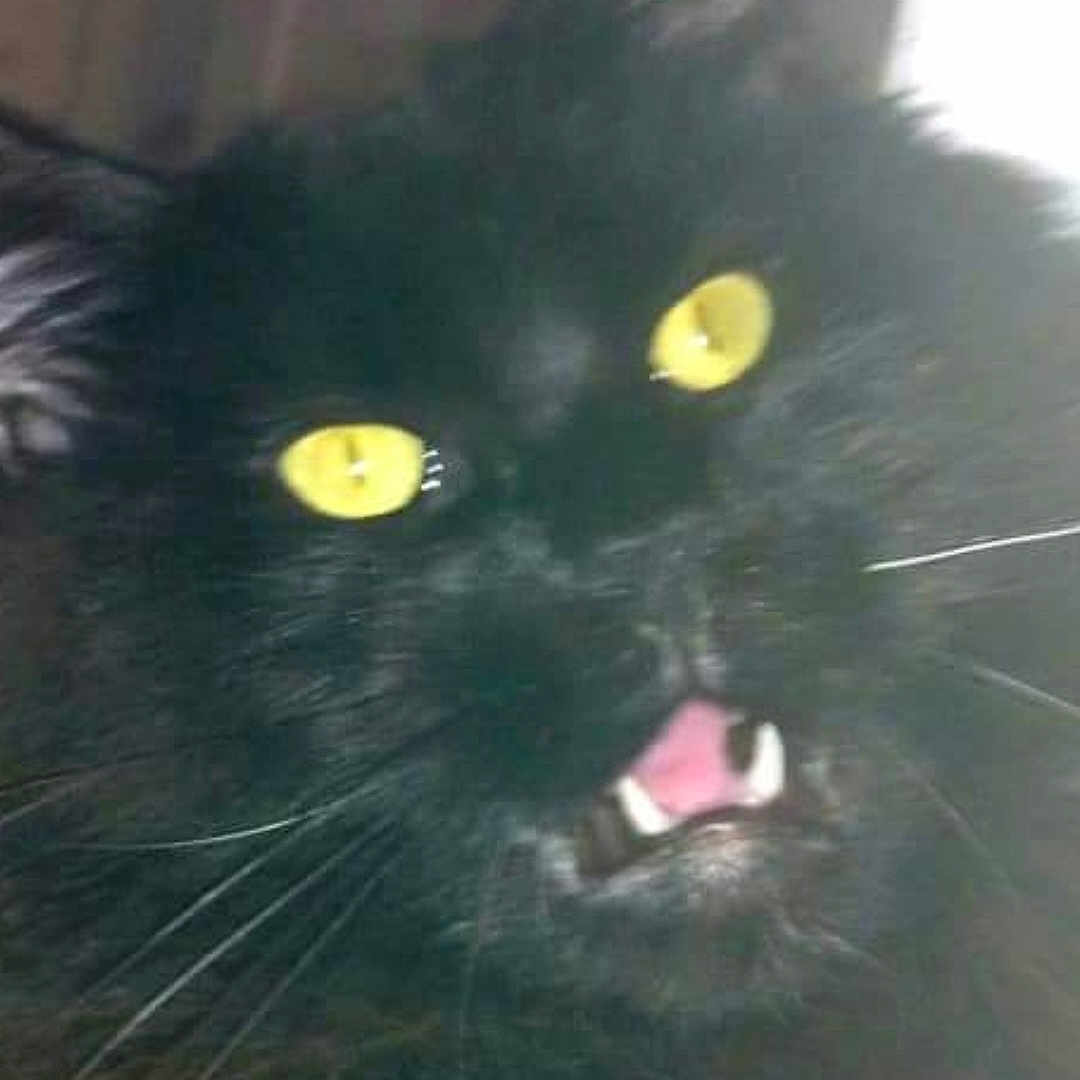 Ohboy a rejoint le concours — aidez-le/la à gagner de superbes lots ! animal, blackcat, bodypart, brasssection, cat, head, horn, kitten, manx, medication, mouth, musicalinstrument, person, pet, pill, teeth