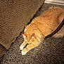 Clark is registered to the contest to win money with this photo: animal, carpet, cat, couch, cozy, domestic_cat, feline, floor, furry, home, indoor, mammal, orange_cat, pet, relaxed, resting, soft_fur, stretching, warm_light, white_paws