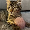 Percy is registered to the contest to win money with this photo: carpet, cat, close_up, couch, domestic, ears, furry_toy, indoor, kitten, paw, pet, pink_toy, playful, pompom, portrait, relaxed, small_animal, stripes, tabby, whiskers
