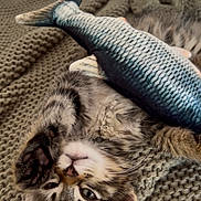 Percy joined the competition — help win amazing prizes! blanket, cat, close_up, cozy, cuddly, ear, eyes, fur, indoor, kitten, knit_blanket, paw, pet, playful, portrait, relaxed_pose, soft_texture, tabby_cat, toy_fish, whiskers