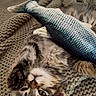 blanket, cat, close_up, cozy, cuddly, ear, eyes, fur, indoor, kitten, knit_blanket, paw, pet, playful, portrait, relaxed_pose, soft_texture, tabby_cat, toy_fish, whiskers