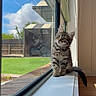backyard, cat, curious, ears, fence, fur, glass, grass, house, indoor, kitten, lawn, outdoor, pets, portrait, sitting, sunlight, whiskers, window_reflection, windowsill