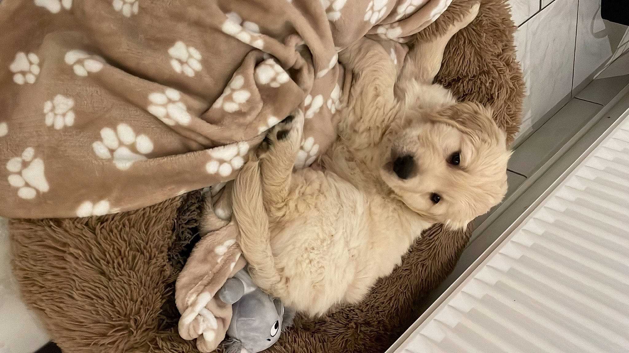 Damon a rejoint le concours — aidez-le/la à gagner de superbes lots ! canidae, carnivore, companion_dog, dog, dog_breed, fawn, fur, monochrome, monochrome_photography, pattern, paw, petal, snout, sporting_group, tail, terrier, toy, toy_dog, whiskers, working_animal