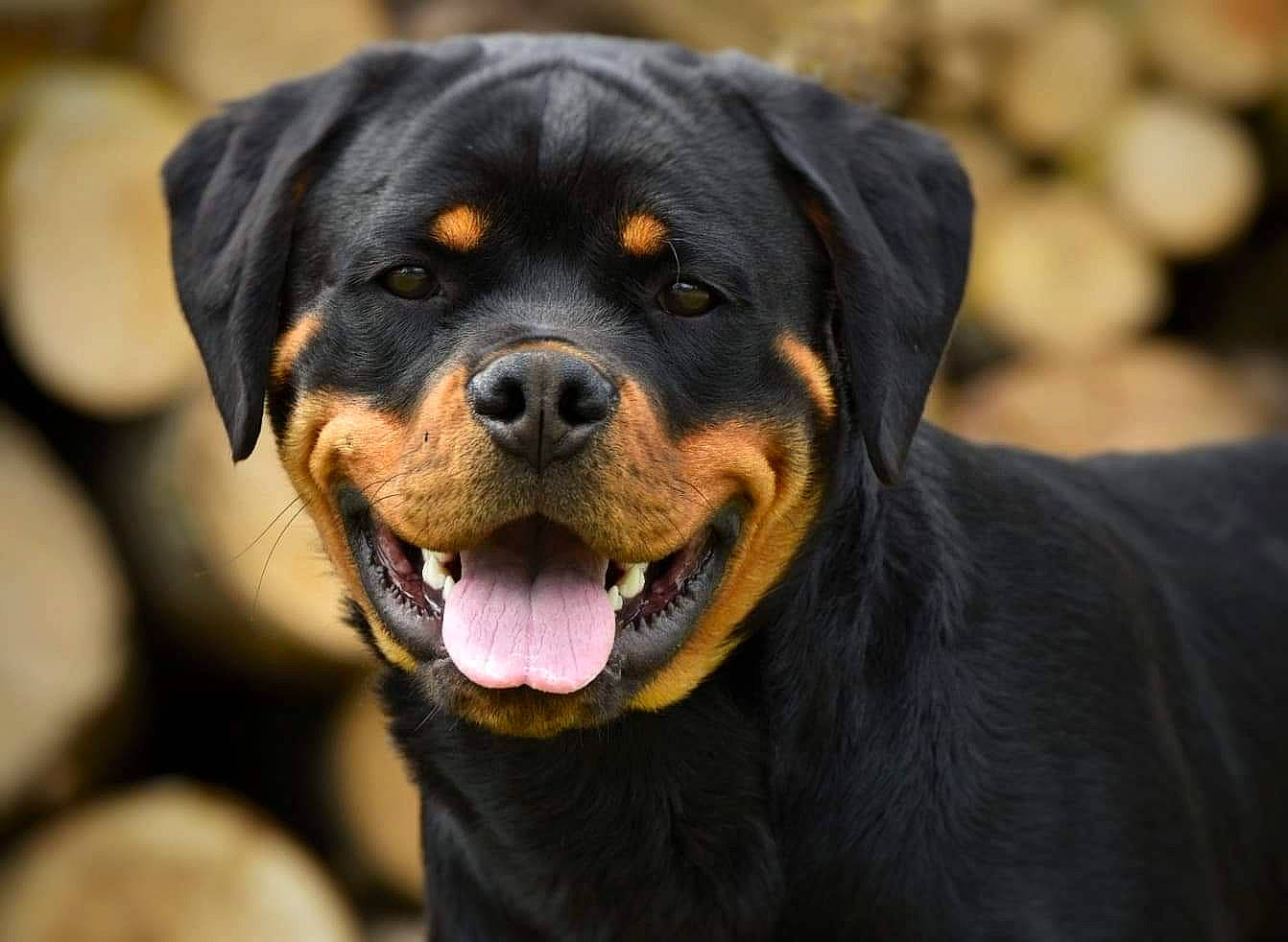 Rafale a rejoint le concours — aidez-le/la à gagner de superbes lots ! canidae, carnivore, companion_dog, dog, dog_breed, guard_dog, hunting_dog, snout, sporting_group, terrestrial_animal, whiskers, working_dog