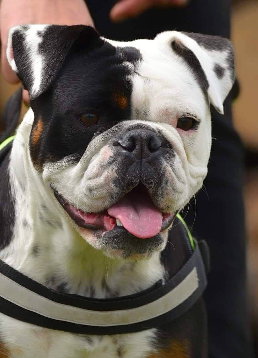 Bogota participe au concours pour gagner de l'argent avec cette photo : bulldog, canidae, carnivore, collar, companion_dog, dog, dog_breed, dog_collar, fawn, grass, leash, photograph, snout, sporting_group, terrestrial_animal, whiskers, white, working_animal, working_dog, wrinkle