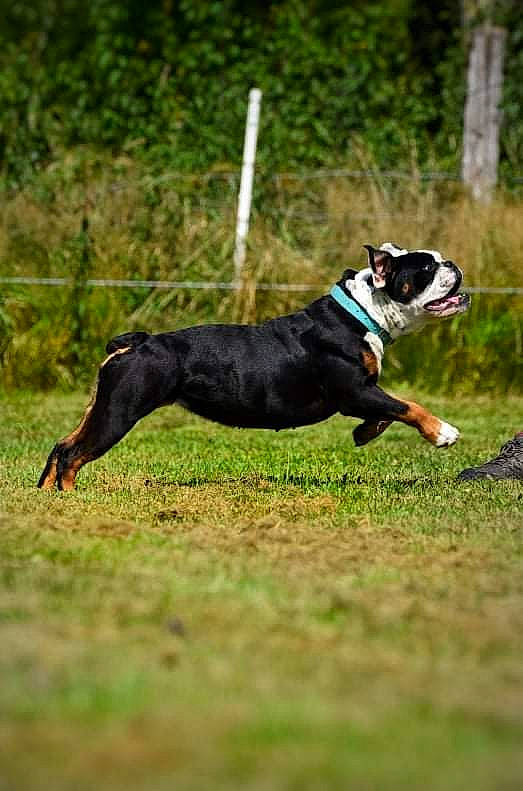 Bogota a rejoint le concours — aidez-le/la à gagner de superbes lots ! carnivore, collar, companion_dog, competition_event, dog, dog_breed, dog_sports, dog_supply, grass, grassland, pet_supply, plant, snout, sporting_group, sports, tail, terrestrial_animal, tree, vertebrate, working_animal
