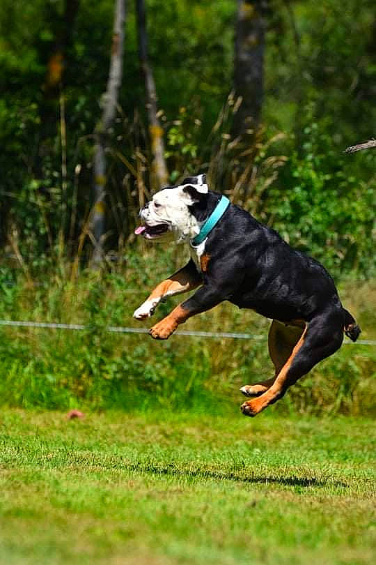 Bogota a rejoint le concours — aidez-le/la à gagner de superbes lots ! art, ball, carnivore, collar, companion_dog, dog, dog_breed, dog_sports, dog_supply, flying_disc, grass, pet_supply, plant, recreation, sporting_group, sports, sports_toy, tail, tree, working_animal