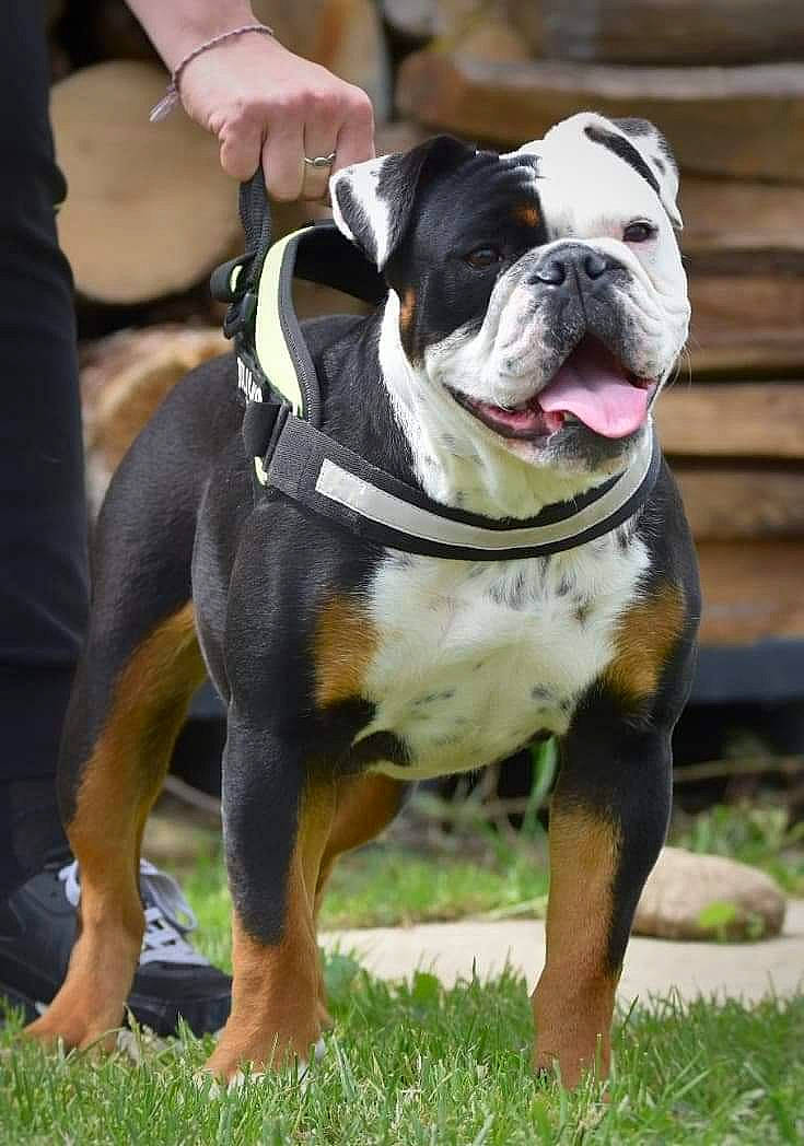 Bogota participe au concours pour gagner de l'argent avec cette photo : ancient_dog_breeds, australian_bulldog, bulldog, canidae, carnivore, collar, companion_dog, dog, dog_breed, dog_collar, fawn, grass, leash, molosser, plant, snout, sporting_group, working_animal, working_dog, wrinkle