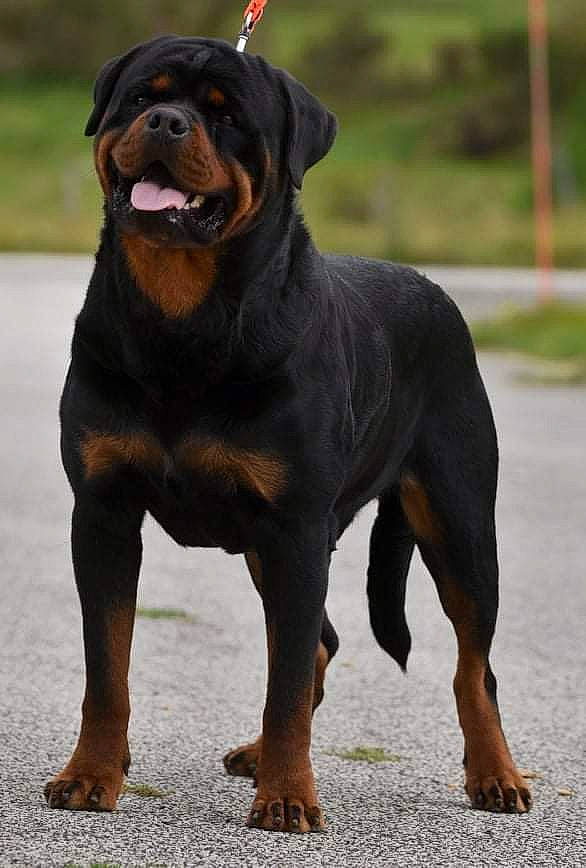 Oghan participe au concours pour gagner de l'argent avec cette photo : ancient_dog_breeds, canidae, carnivore, companion_dog, dog, dog_breed, hunting_dog, liver, rottweiler, sporting_group, terrestrial_animal, working_animal, working_dog
