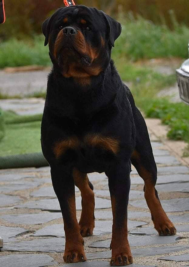 Oghan a rejoint le concours — aidez-le/la à gagner de superbes lots ! ancient_dog_breeds, canidae, carnivore, collar, companion_dog, dog, dog_breed, dog_collar, fawn, guard_dog, liver, molosser, non_sporting_group, plant, snout, sporting_group, terrestrial_animal, working_animal, working_dog, wrinkle