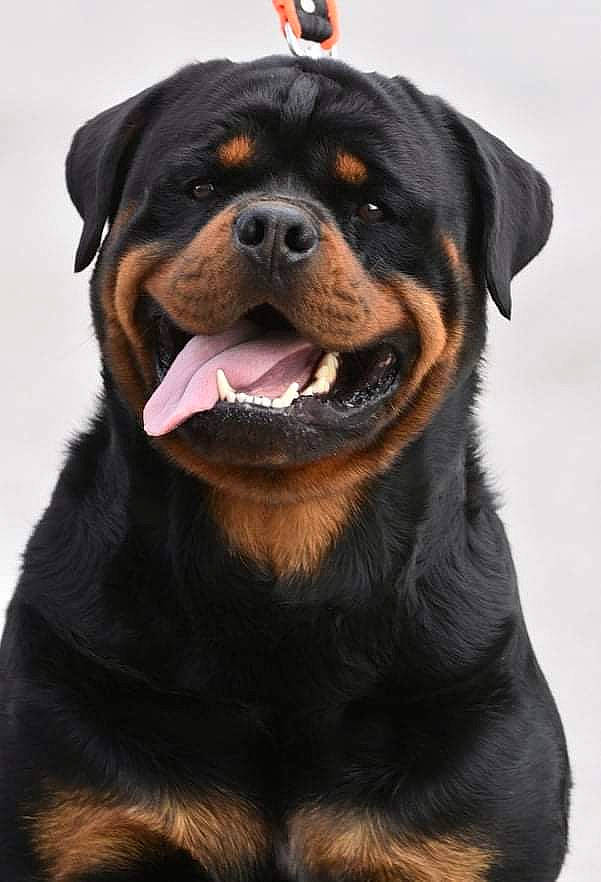 Oghan participe au concours pour gagner de l'argent avec cette photo : canidae, carnivore, collar, companion_dog, dog, dog_breed, fur, guard_dog, rottweiler, snout, sporting_group, terrestrial_animal, working_animal, working_dog