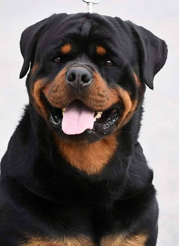Oghan participe au concours pour gagner de l'argent avec cette photo : canidae, carnivore, collar, companion_dog, dog, dog_breed, fawn, fur, guard_dog, rottweiler, snout, sporting_group, terrestrial_animal, whiskers, working_animal, working_dog