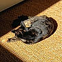 Yumi participe au concours pour gagner de l'argent avec cette photo : animal, calm, cat, cozy, feline, fur, home, indoor, pattern, pet, relaxing, resting, rug, shadow, sleeping, sunlight, texture, tortoiseshell, warm, woven_rug