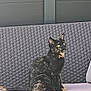 alert, animal, cat, curious, cushion, domestic_cat, feline, furniture, gray_wall, home, outdoor, pet, resting, side_view, sitting, sofa, texture, tortoiseshell, wicker, yellow_eyes
