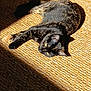 Yumi a rejoint le concours — aidez-le/la à gagner de superbes lots ! animal, cat, closeup, cozy, domestic, fur, indoor, laying_down, peaceful, pet, quiet, relaxed, resting, shadow, sunlight, texture, tortoiseshell, warm_light, woven_mat, yellow_eyes