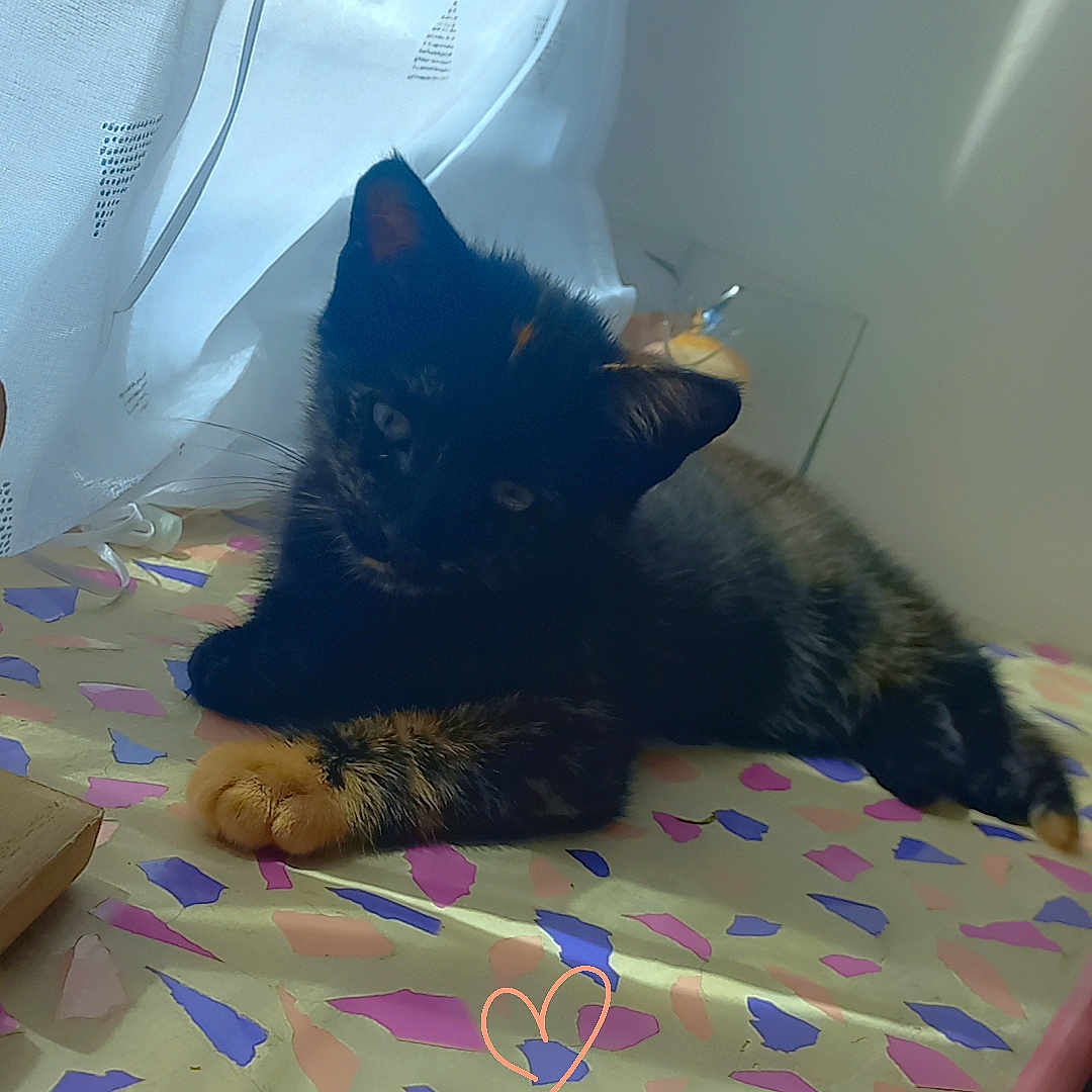 Yumi a rejoint le concours — aidez-le/la à gagner de superbes lots ! animal, cat, colorful, curtain, cute, domestic_cat, feline, indoor, kitten, patterned_surface, paw, pet, relaxing, resting, soft_light, sunlight, table, tortoiseshell, window, young_cat