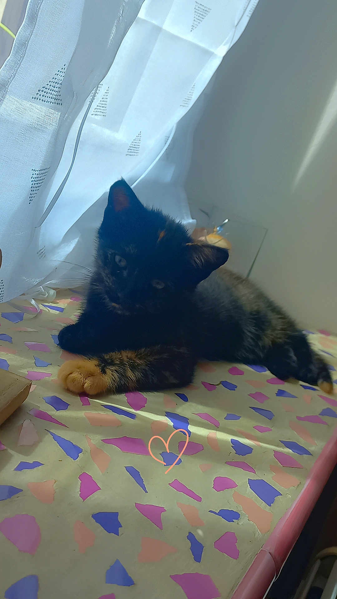 Yumi a rejoint le concours — aidez-le/la à gagner de superbes lots ! kitten, cat, tortoiseshell, pet, indoor, window, curtain, soft_light, patterned_surface, paw, resting, feline, cute, animal, young_cat, domestic_cat, colorful, table, relaxing, sunlight